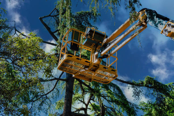 Boise City, OK  Tree Services Company